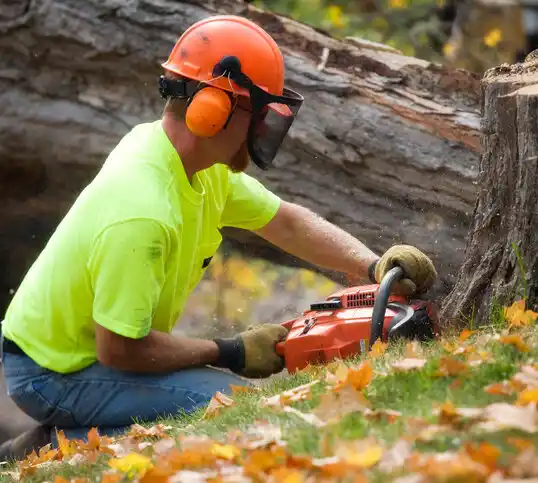 tree services Bull Creek